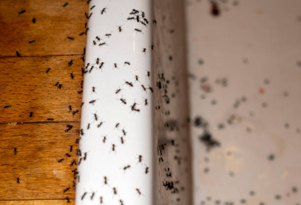 Reliable New Castle, DE Pest Control Solutions