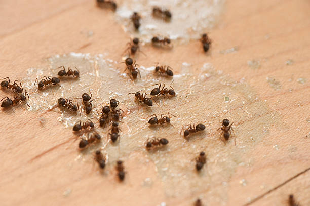 Best Wildlife Control Services  in New Castle, DE