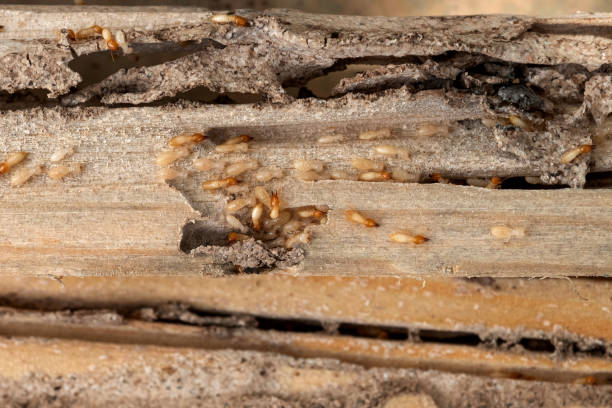 Best Pest Prevention Services  in New Castle, DE